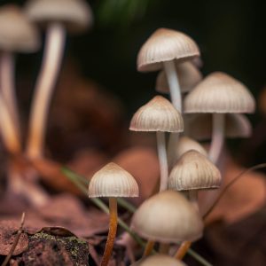 PSILOCYBIN